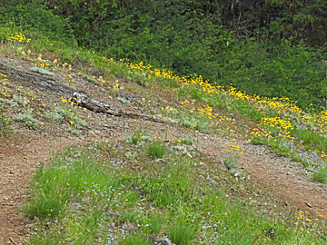 meadow slope yellow flowers small graphic